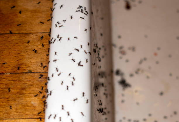 Best Pest Control for Businesses  in Urbana, OH